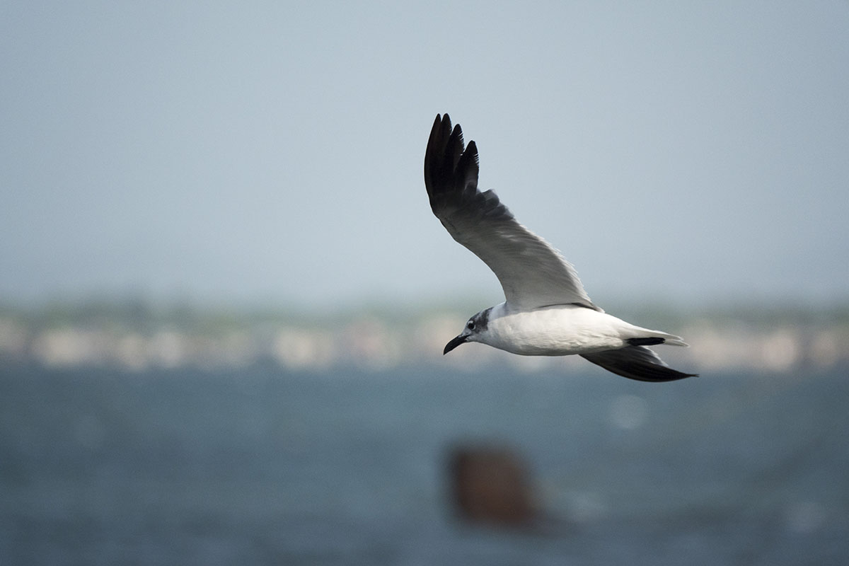 20210917_RD_Rx10r3_PNUD-PNA_0734_Mouette-atricille.jpg